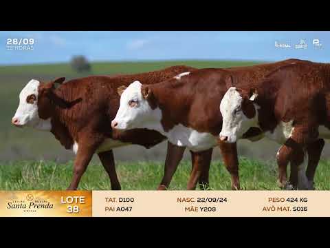 LOTE 38 - D100, D075, D190 | LEILÃO SELEÇÃO SANTA PRENDA VIRTUAL