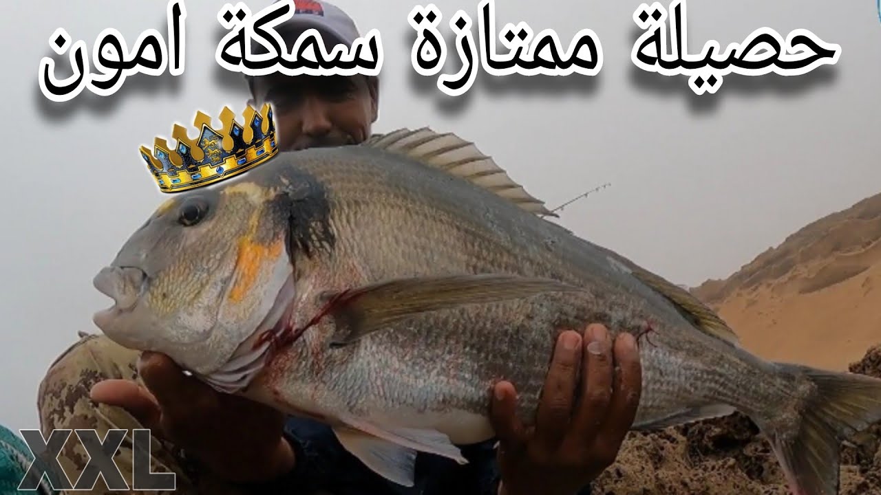 لقد تمكنت منها انها سمكة امون او الملكة البحرية  من الحجم الكبير .