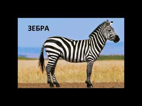 учим Животных для детей ,развивающий. ვისწავლოთ ცხოველები  რუსულად/cxovelebi