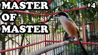Kicauan Burung Cendet /Pentet Full Isian | Sgl. 4