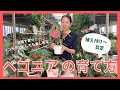 【園芸】ベゴニアの種類と栽培方法を解説!
