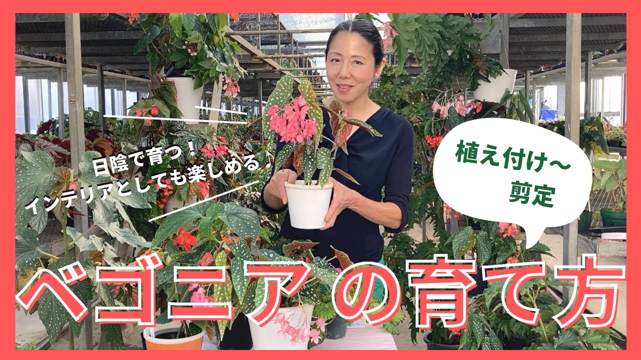 【園芸】ベゴニアの種類と栽培方法を解説！