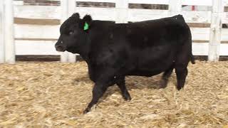 Lot 51- AK Net Worth M935