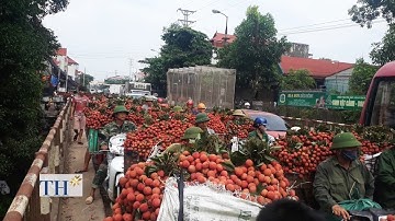 ĐẾN HẸN LẠI LÊN, CON ĐƯỜNG ĐI VÀO LỤC NGẠN LẠI RỰC LÊN MỘT MÀU ĐỎ CỦA VẢI