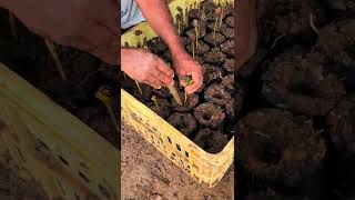 Maneira Eficiente De Fazer Viveiro De Mudas De Cacau