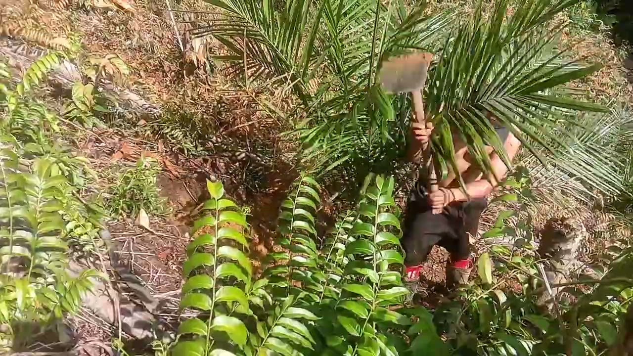 Proses piringan sawit didataran tinggi