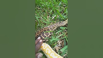 Kpreptiles Burmese python handling tips and tricks.‼️💯🐍