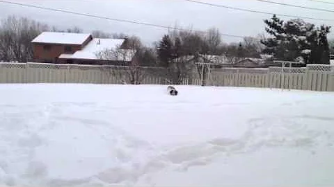 Walter bounds through the snow
