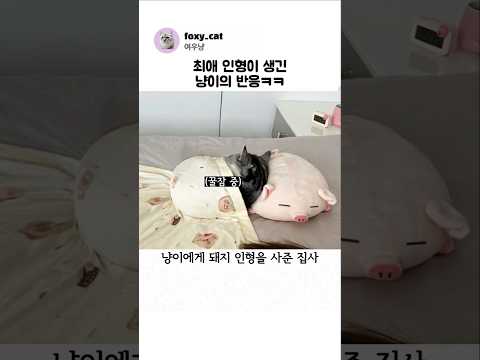 최애 인형이 생긴 냥이의 반응ㅋㅋ thumbnail