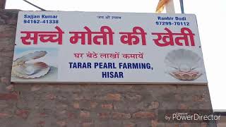 Sache Moti Ki Kheti Hissar Tarar Pearl Farm