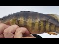 Ice Fishing Live
