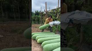 Estos son los beneficios del melon de invierno