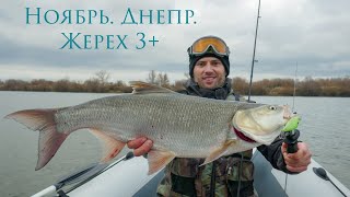 Днепровский позднеосенний жерех.