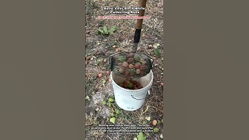 Save Your Back While Collecting Nuts