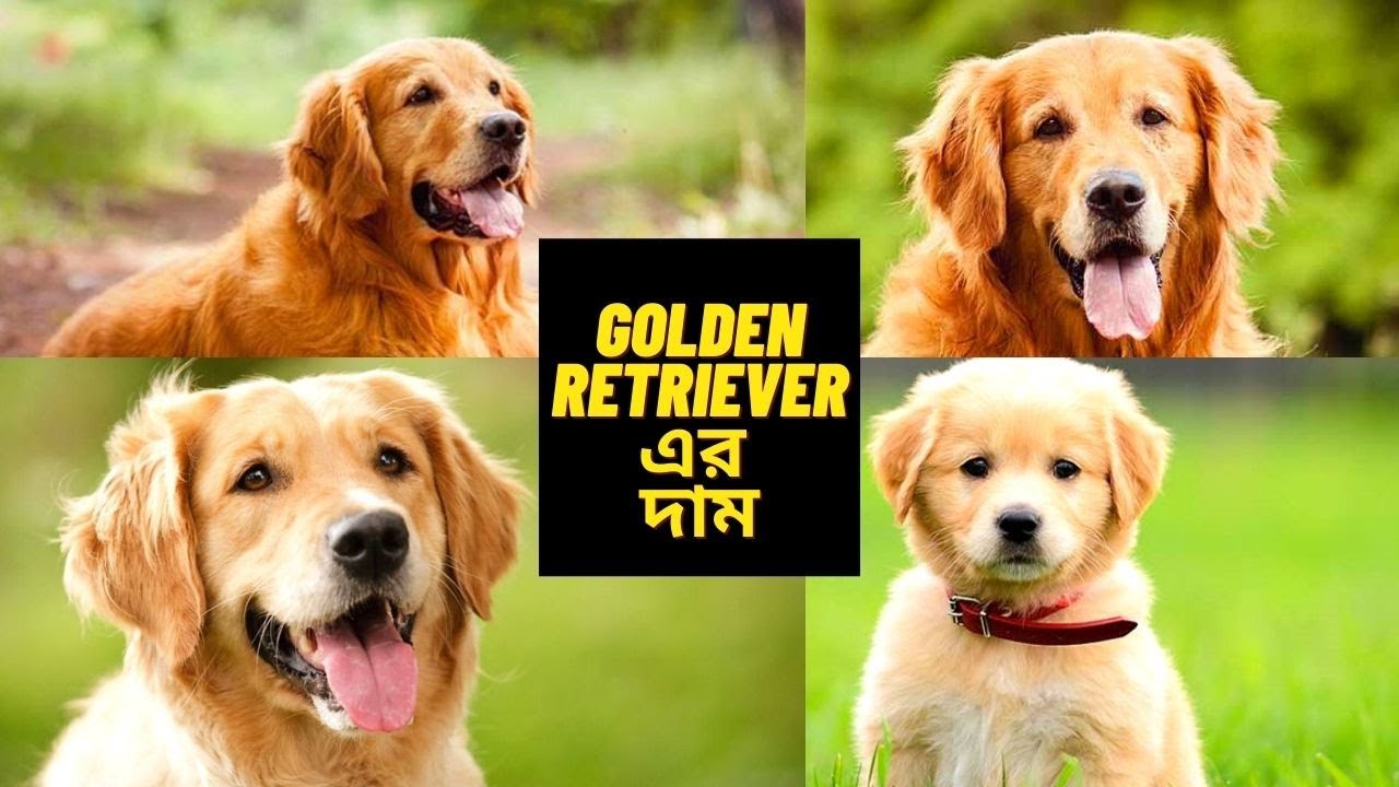 Golden Retriever Dog price in Bangladesh&Indiaগোল্ডেন রেট্রিভার