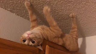 ⁣😂 Funniest Cats and Dogs Videos 😺🐶 || 🥰😹 Hilarious Animal Compilation №151