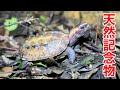 沖縄の山奥にしか生息しかない幻のカメ、リュウキュウヤマガメに遭遇しました