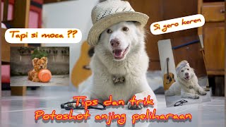 Tips dan Trik membuat photoshot anjing peliharaan | ternyata gero pandai berpose ?