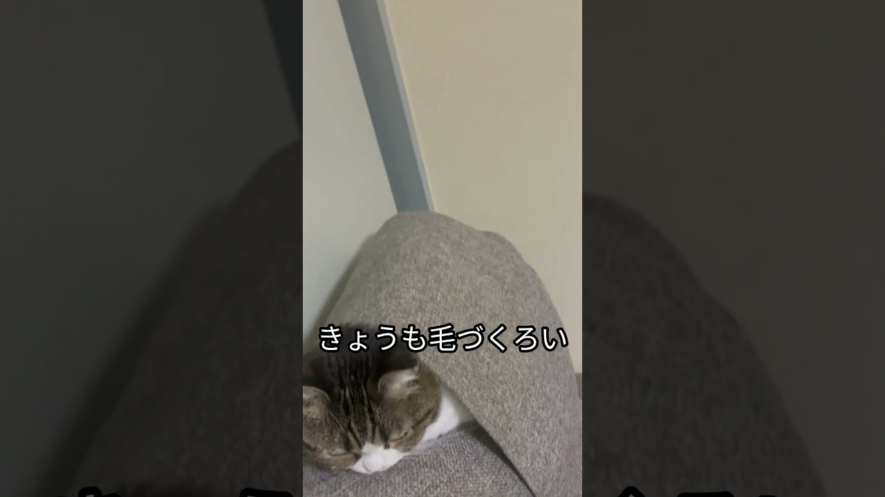Sakura the Cat 🐱 Chilling #703 #shorts - YouTube
