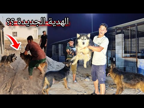 هدية جديدة تدخل المزرعة كلبي روك يطلب الثأر