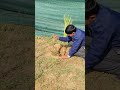 gardening 👍🏻#plants #nature #ytshorts