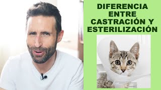 ¿Cuál es la diferencia entre castrar y esterilizar a un gato?