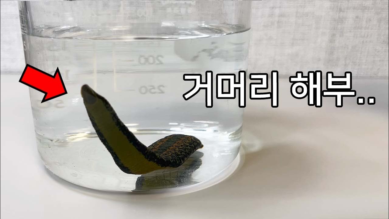 거머리 내부는 어떻게 생겼을까?? - 거머리 해부 - YouTube
