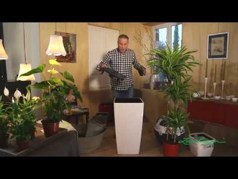 Vidéo: Fleurs vivantes et artificielles à l'intérieur de l'appartement