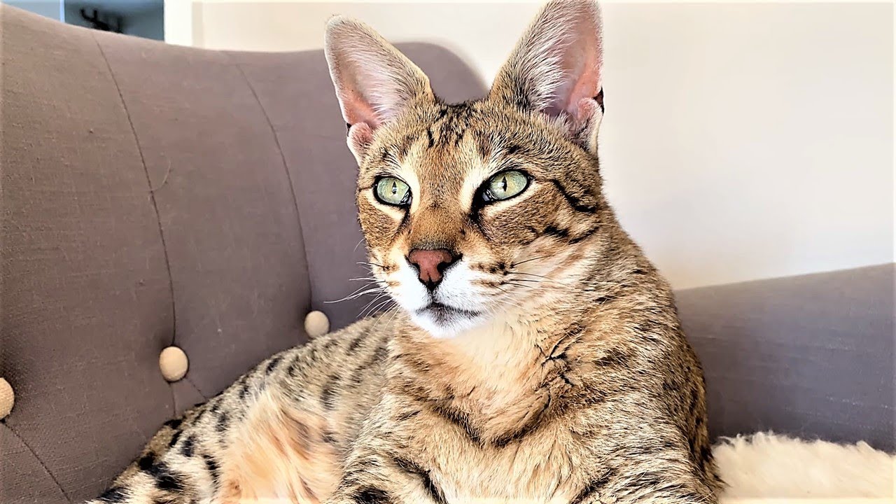 Savannah Cat Jump YouTube