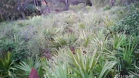 okeechobee hog hunt in the palmettos