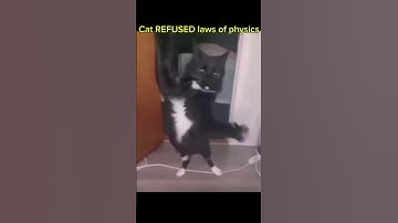 Cat DEFIES Newtons Laws of Motion 😱😱
