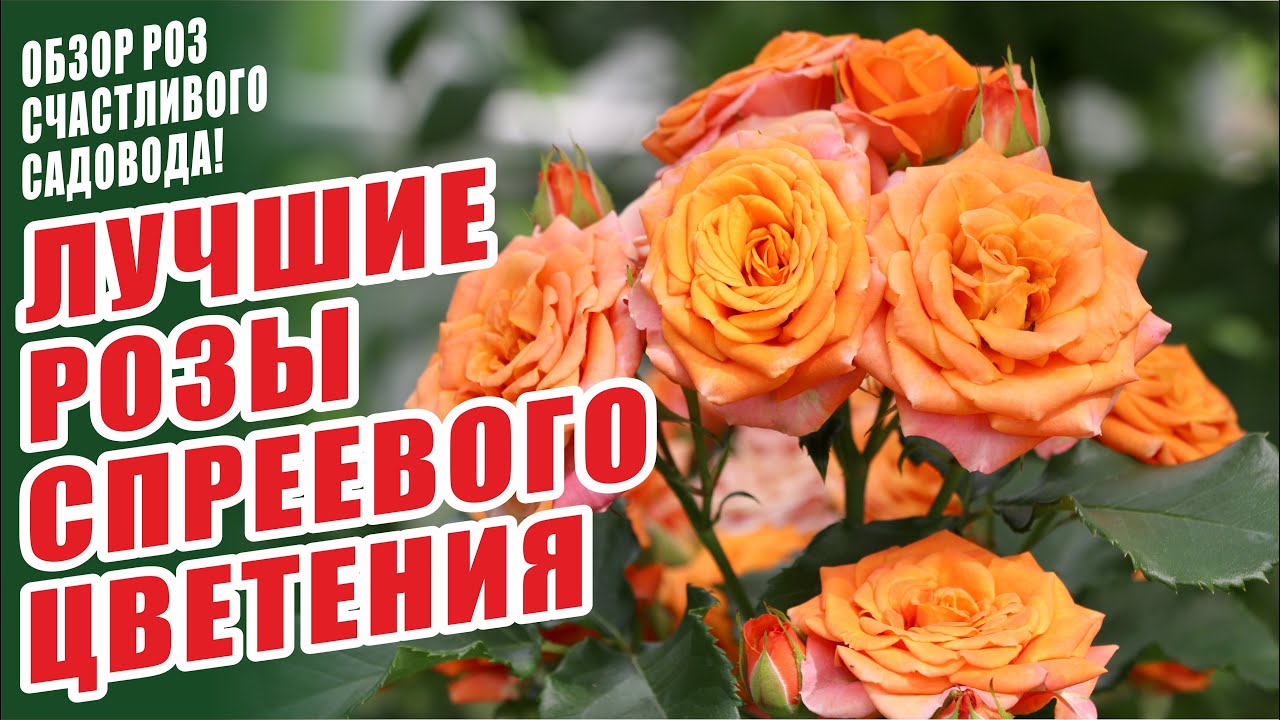 ЛУЧШИЕ РОЗЫ СПРЕЕВОГО ЦВЕТЕНИЯ. БЕCПРОБЛЕМНЫЕ СОРТА РОЗ. СПРЕЙ РОЗЫ. ЛУЧШИЕ СОРТА РОЗ. РОЗЫ В САДУ.