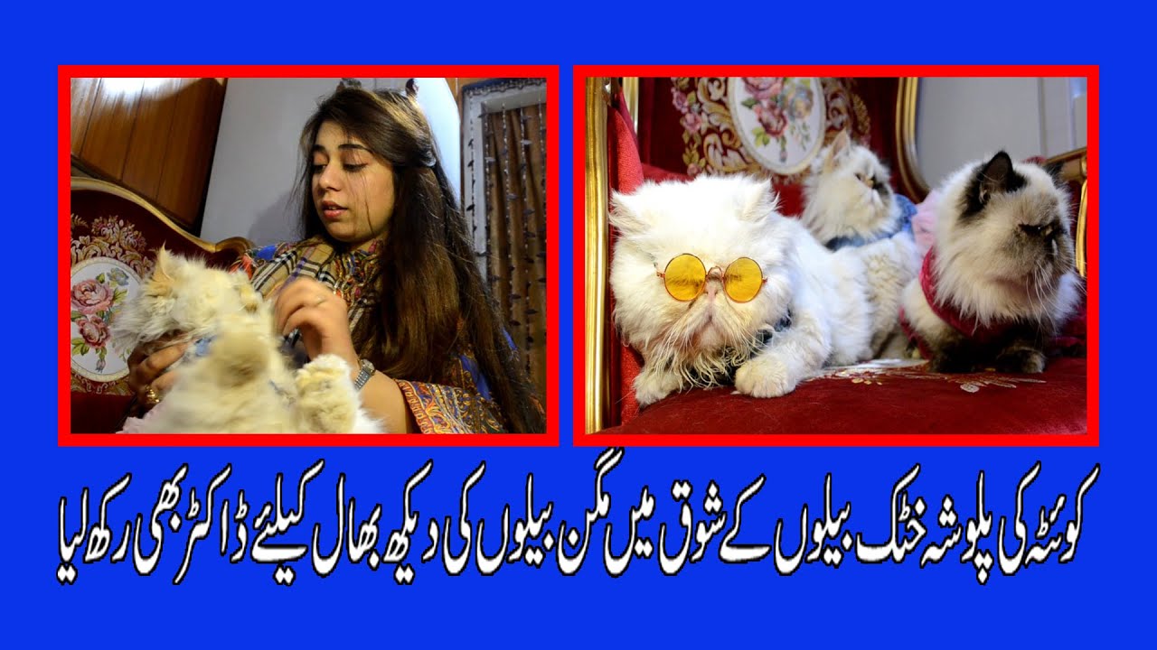 Quetta Palwasha Khattak hired a doctor for cats YouTube