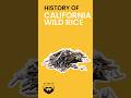 History of California Wild Rice