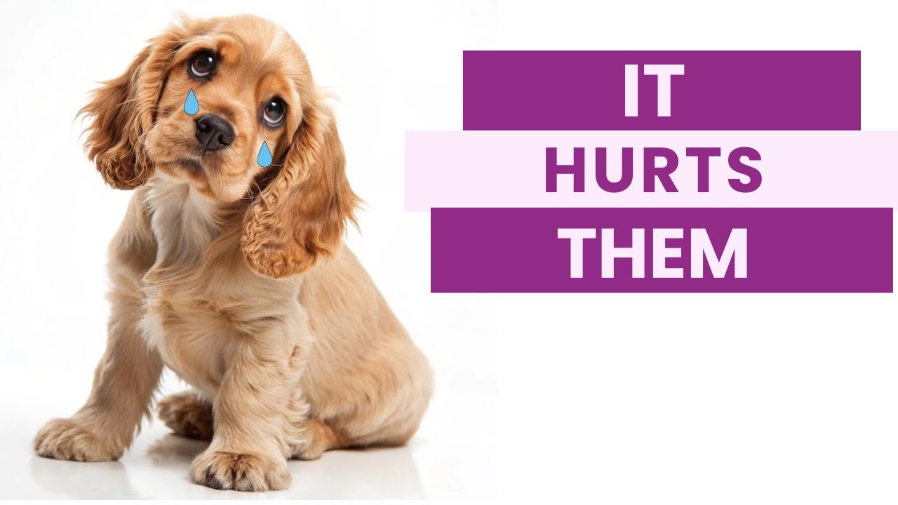 These Daily Things HURT Your Dog's Feelings!