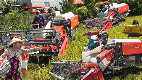 ba máy cắt 130 trung quốc cắt lúa ô em công 600K giá lúa bán được 6100₫K tập37# maibangtv