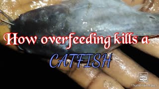 How overfeeding kills CATFISH