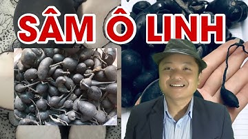 Công dụng Sâm Ô Linh