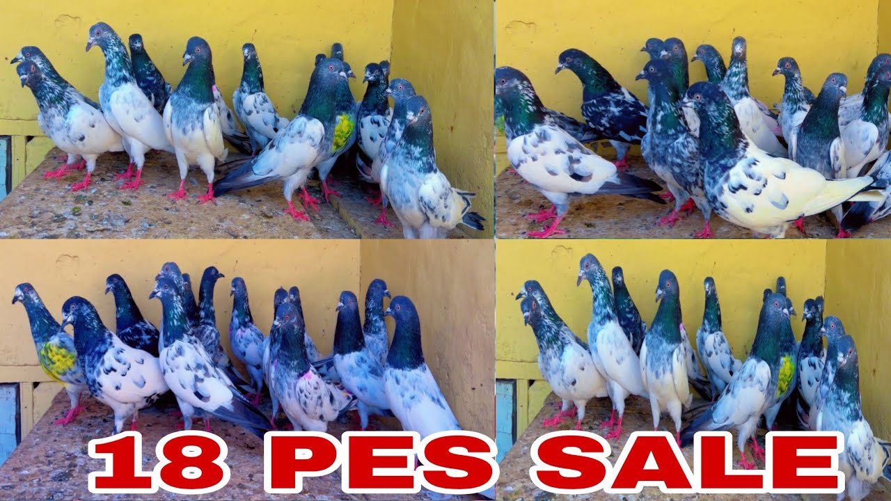 boder walay pigeon for sale 18 Pic sale golden teddy cross kabootar for sale All over India delivery