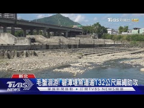 毛蟹洄游! 碧潭堰魚道逾132公尺麻繩助攻｜TVBS新聞 @TVBSNEWS01