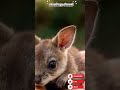 viral smallest kangaroo in the world #shorts #viralvideo #kangaroo #smallest