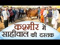 कश्मीर में साहीवाल गायों की दस्तक | Sahiwal Cow | Jammu &amp; Kashmir | Kamdhenu Gaushala | KGSG |