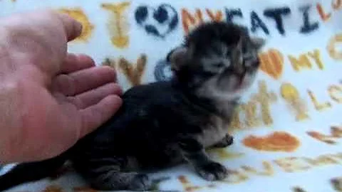 Video 1178351: cute munchkin baby kitten