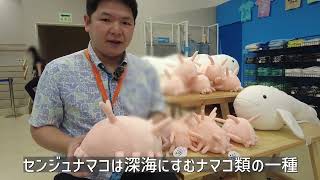 海展】科博の研究者がこだわり監修の「センジュナマコぬいぐるみ」誕生