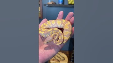 Love this girl I produced. Enchi Banana Chocolate DH Hypo Clown 🖤 #shorts #snake #animals #python