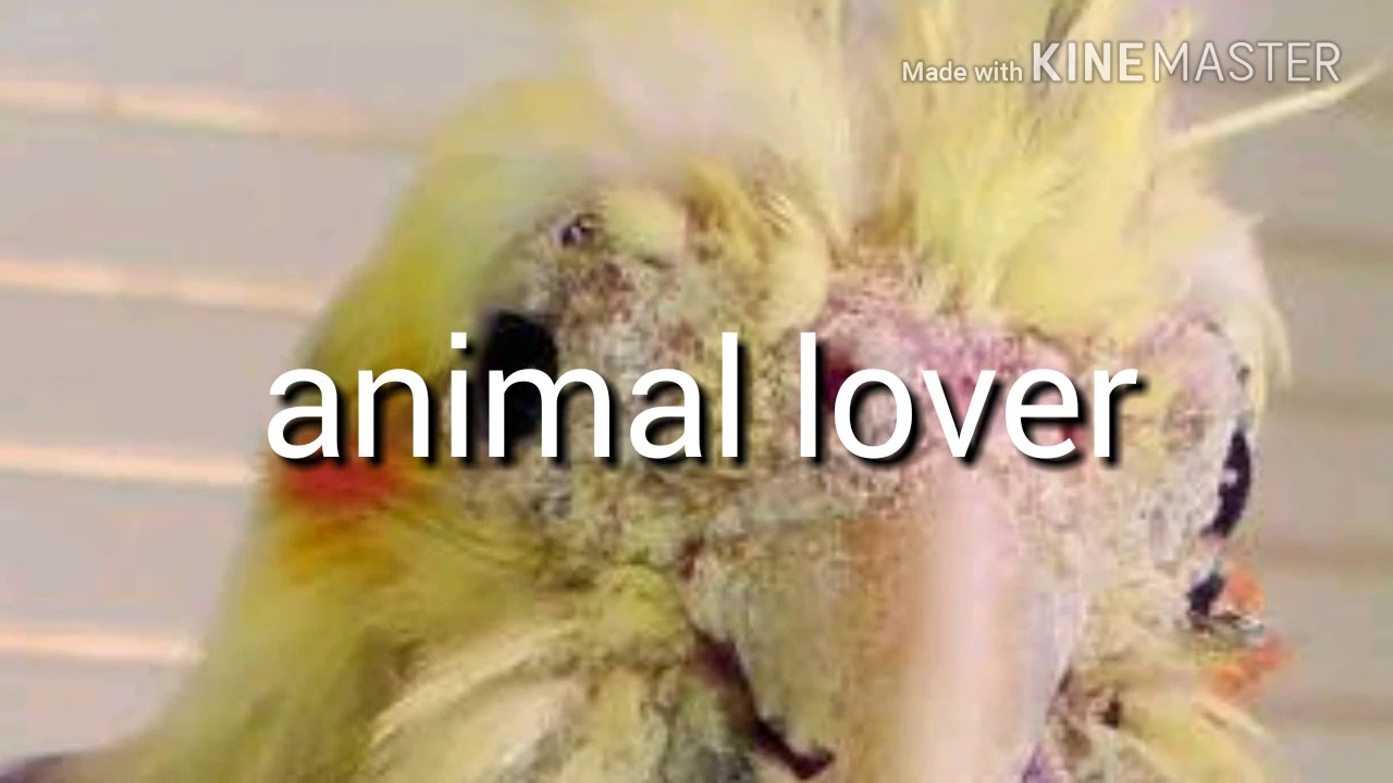 Birds mites Budgie kay mites khatam karny ka desi method in urdu