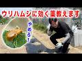 メロンを植えながらウリハムシに効く薬を紹介します