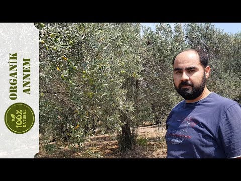 Video: Kaliteli Zeytin Ve Zeytin Nasıl Seçilir