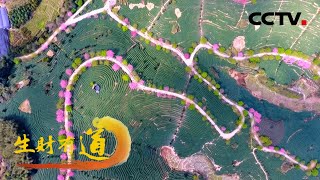 福建漳平：春来小镇处处香 赏花美食人气旺 「生财有道之咱们家乡春天美」20220414 | CCTV财经