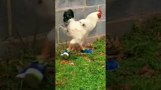 Lucu Ayam Ini Pakai Sepatu  shorts short youtubeshorts feedshorts